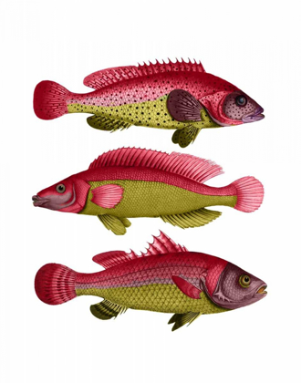 Picture of RED AND YELLOW FANTASY FISH TRIO