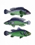 Picture of BLUE AND GREEN FISH TRIO