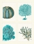 Picture of BLUE CORALS AND SEA URCHINS IN 4 PANELS