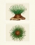 Picture of GREEN SEA ANEMONE ON 2 PANELS