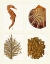 Picture of SEAHORSE CORAL AND SHELL ON 4 PANELS
