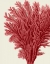 Picture of RED CORALS 2 A
