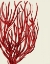 Picture of RED CORALS 2 C