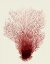 Picture of RED CORALS 2 D