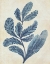 Picture of INDIGO BLUE SEAWEED 2 A