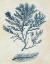 Picture of INDIGO BLUE SEAWEED 2 C