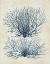 Picture of INDIGO BLUE SEAWEED 1 A