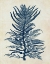 Picture of INDIGO BLUE SEAWEED 1 B