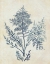 Picture of INDIGO BLUE SEAWEED 1 D