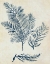 Picture of INDIGO BLUE SEAWEED 3 A