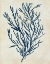 Picture of INDIGO BLUE SEAWEED 3 B