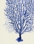 Picture of BLUE CORALS 2 B