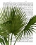 Picture of FAN PALM 1, GREEN ON WHITE