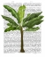 Picture of BANANA TREE 1