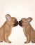 Picture of FRENCH KISS CLOSE UP