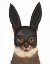 Picture of CAT WITH BUNNY MASK