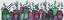 Picture of ELECTRIC OWLS, PINK AND GREEN