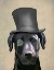 Picture of BLACK LABRADOR, FORMAL HOUND AND HAT