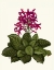 Picture of TROPICAL FLOWER 1
