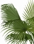 Picture of FAN PALM 2, GREEN ON WHITE