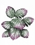Picture of MONSTERA PLANT, PINK AND GREEN