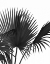 Picture of FAN PALM 1, BLACK ON WHITE