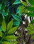 Picture of ZEBRA IN GREEN LEAVES