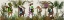 Picture of TROPICAL GIRAFFES, MOSS