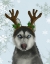 Picture of HUSKY AND ANTLERS