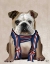 Picture of ENGLISH BULLDOG WITH SCARF