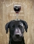 Picture of DOG AU VIN, BLACK LABRADOR