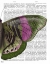 Picture of BUTTERFLY IN GREEN AND PINK B
