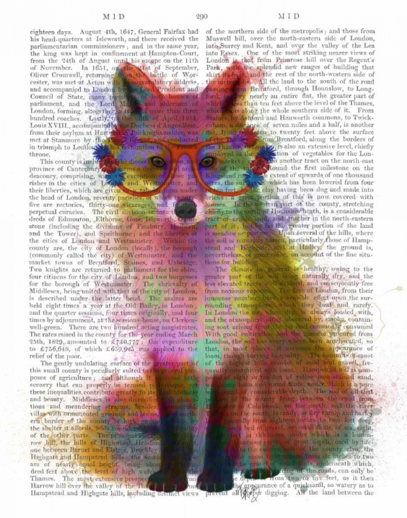 Picture of RAINBOW SPLASH FOX 2