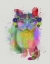 Picture of CAT RAINBOW SPLASH 6