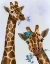 Picture of CHEWING GIRAFFE DUO