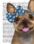 Picture of FRENCH BULLDOG AND BLUE BOW