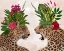 Picture of HOT HOUSE LEOPARDS, PAIR, PINK GREEN