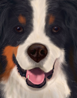 Picture of BERNESE BIG DOG