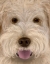 Picture of LABRADOODLE BIG DOG