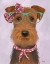 Picture of AIREDALE WITH GLASSES AND SCARF