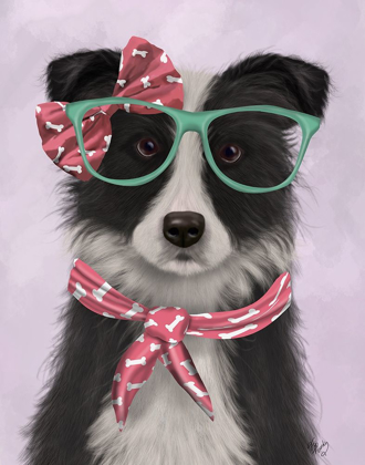 Picture of BORDER COLLIE, BLACK AND WHITE, WITH GLASSES AND SCARF