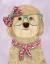 Picture of COCKERPOO, BLONDE, WITH GLASSES AND SCARF