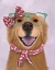 Picture of GOLDEN RETRIEVER, GLASSES AND SCARF