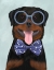 Picture of ROTTWEILER WITH GLASSES AND BOW TIE