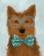 Picture of YORKSHIRE TERRIER WITH GLASSES AND BOW TIE