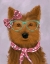 Picture of YORKSHIRE TERRIER WITH GLASSES AND SCARF