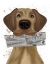 Picture of GREAT DANE NEWSPAPER