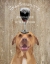 Picture of DOG AU VIN, PIT BULL