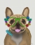 Picture of FRENCH BULLDOG AND FLOWER GLASSES
