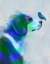 Picture of BEAGLE BLUE SPLASH